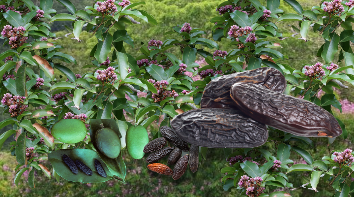 Close-up of dark aromatic seeds and green pods from the Dipteryx odorata tree, set against flowering branches in a lush tropical forest background, showing the plant’s natural beauty and origin.